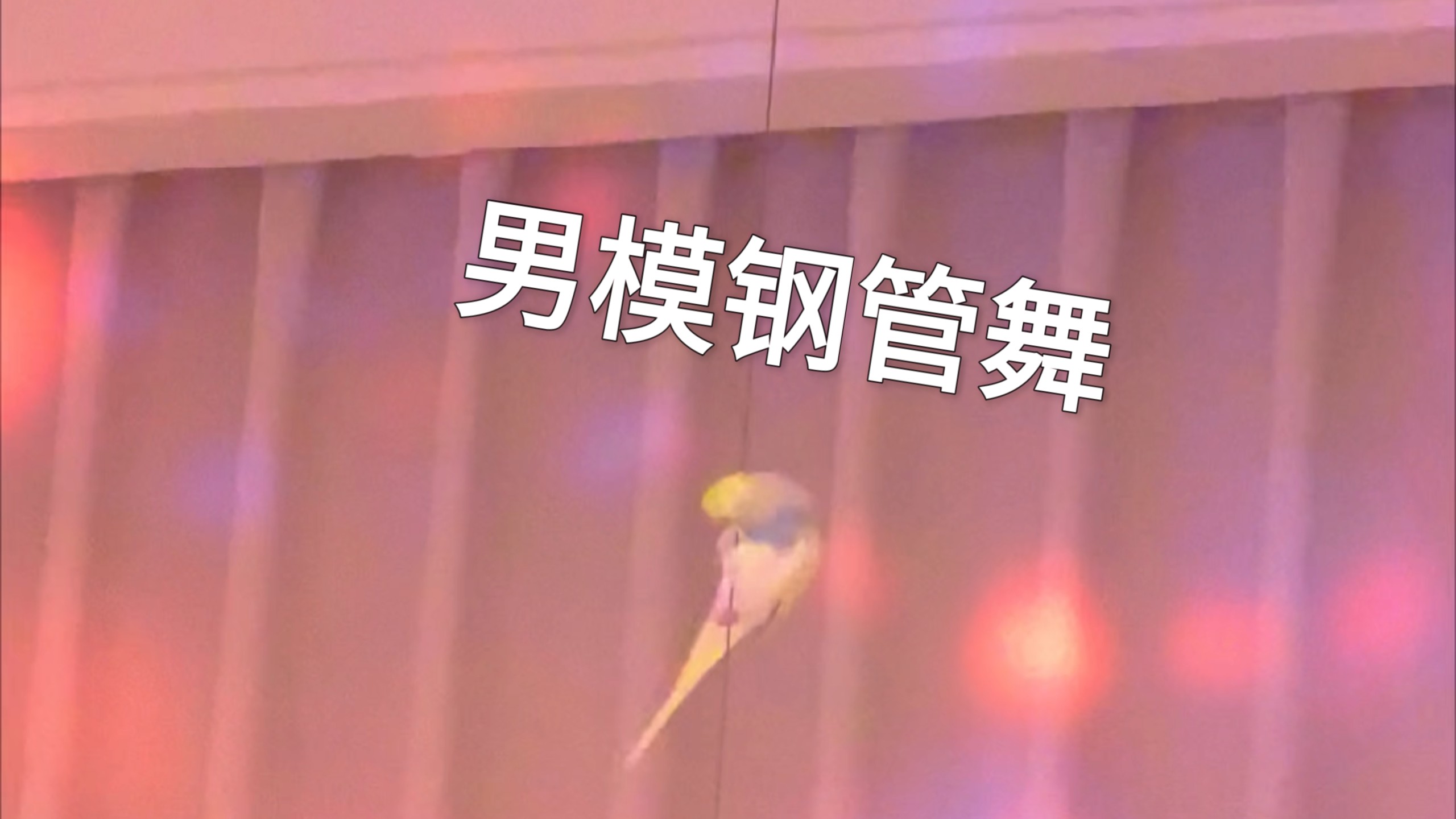 鹦鹉钢管舞