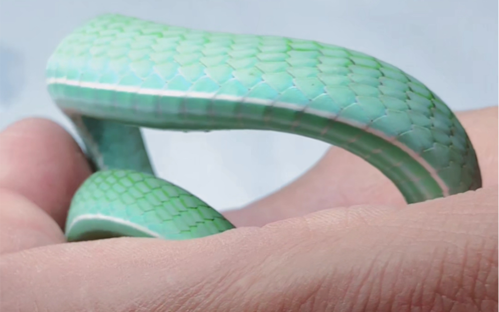 发蓝色的绿瘦蛇
