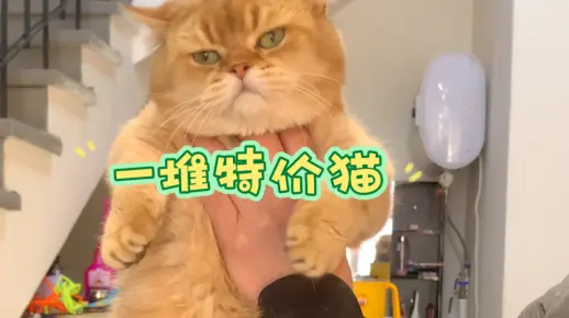 处理几只福利猫