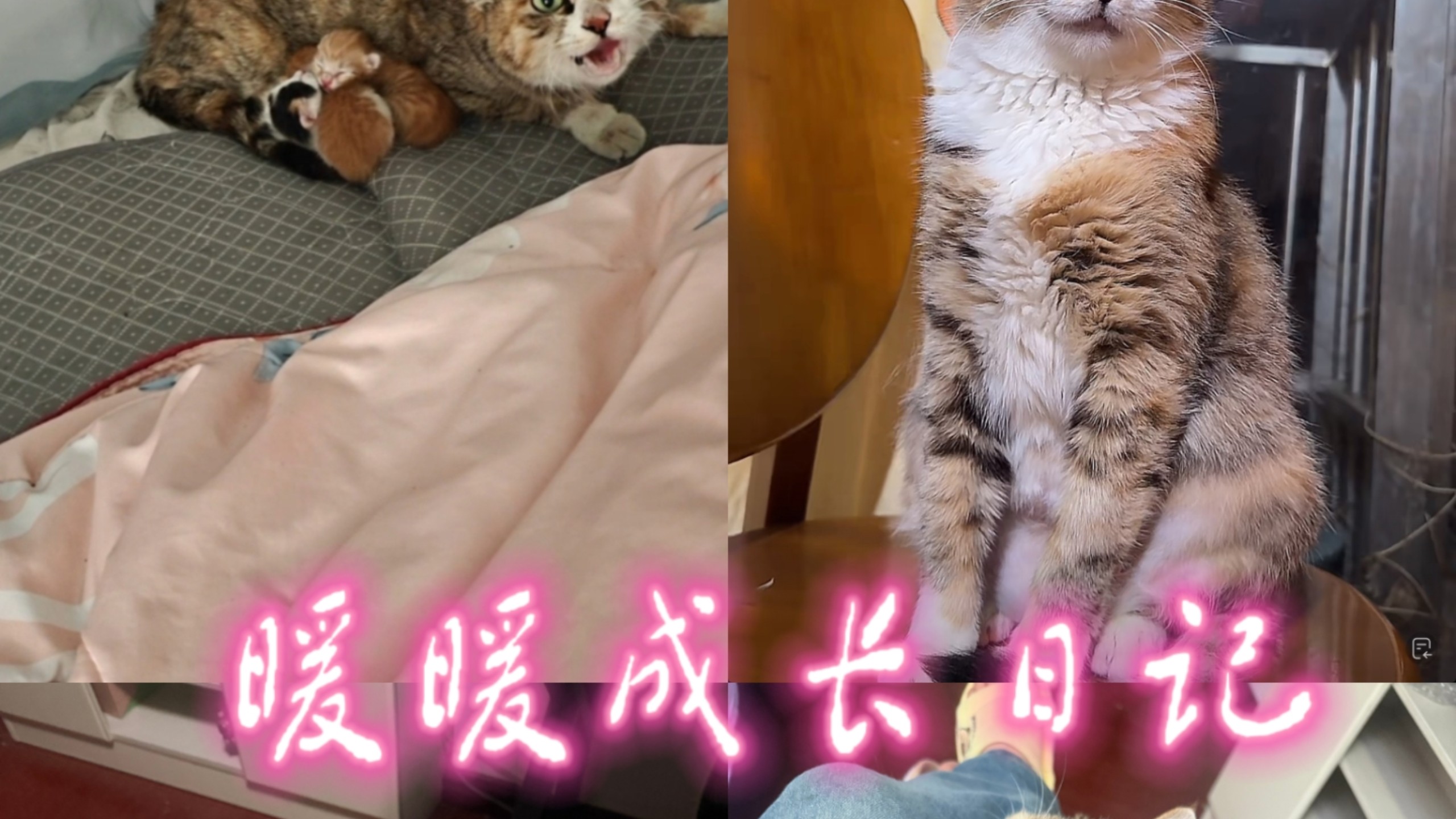 一扇没关的窗，闯进了一身防备的流浪猫妈妈暖暖，也打开了我温柔善良的另一人生。原来善良从来不是单向的付出，你温柔待众生，众生亦会温柔予你。