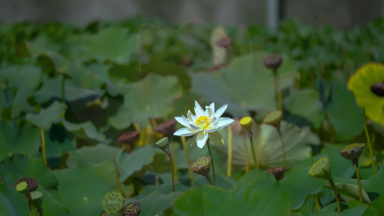 《洪湖水浪打浪》歌曲背景视频
