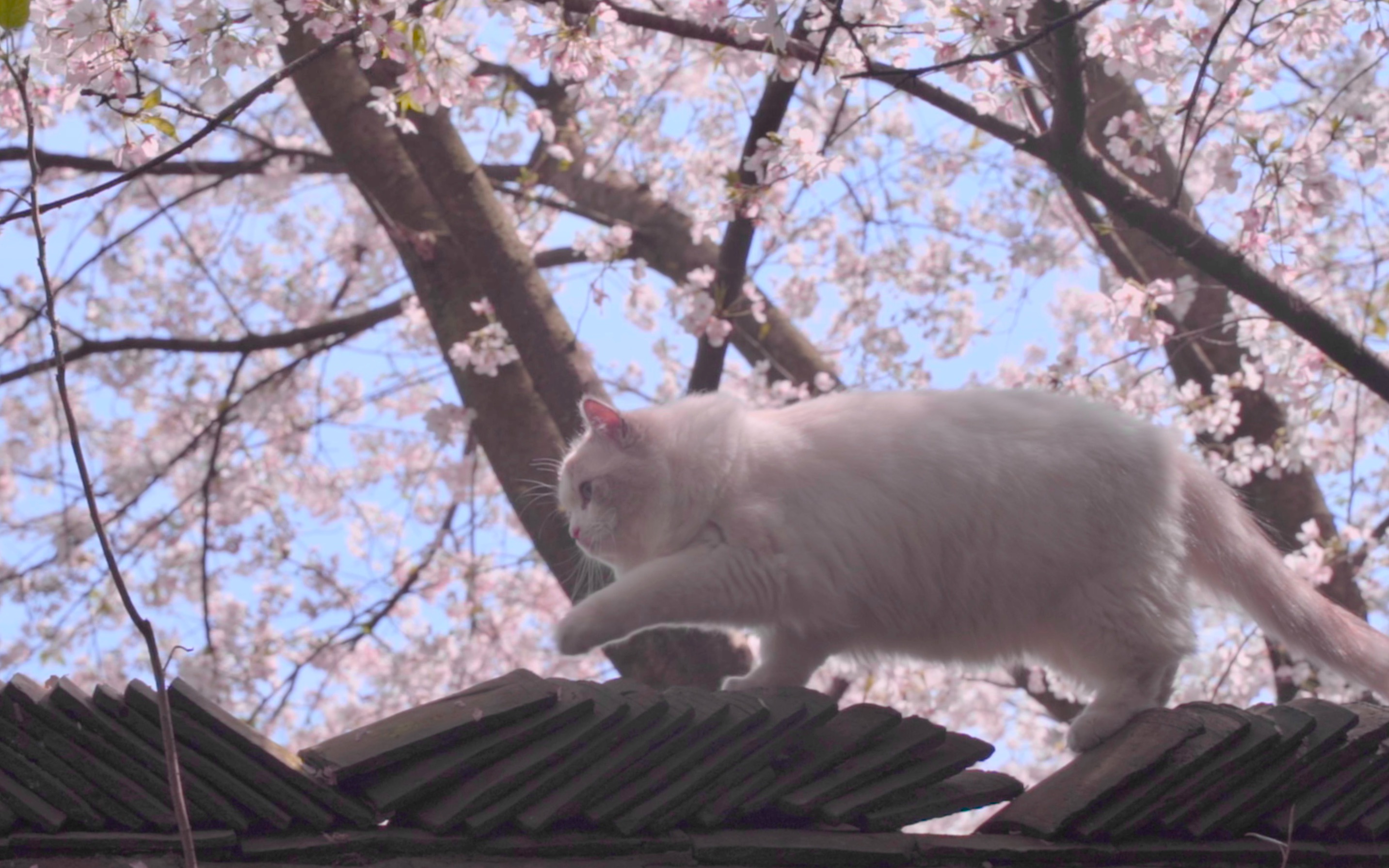 六百万MV《七里香》——快看！！！！这里有只猫在用周杰伦的歌唉！！！