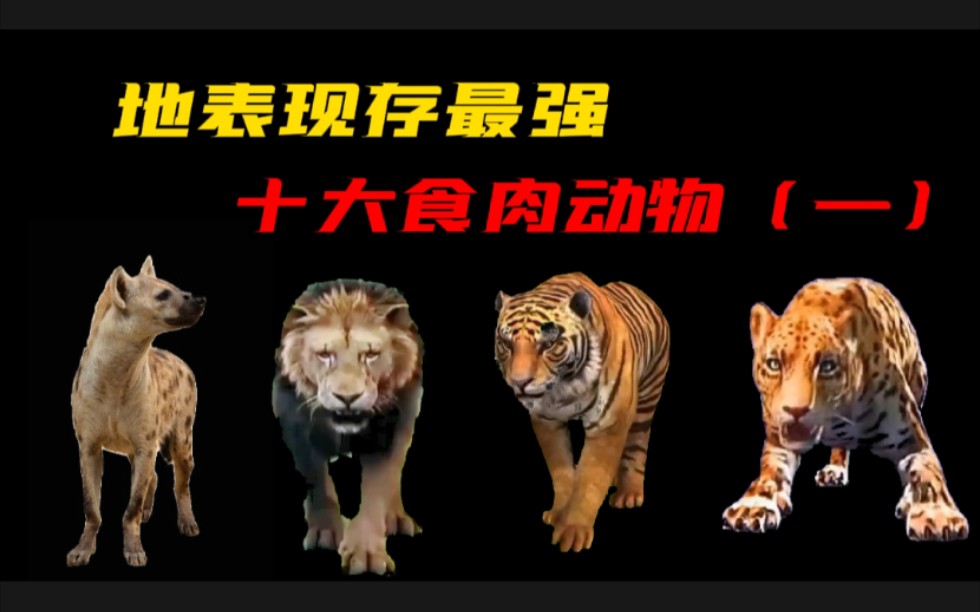 地表最强十大食肉动物,老虎和狮子都不是第一?