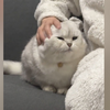 “这...这猫猫脑袋也太好盘了叭