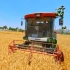【拍摄】穿越机镜头下的小麦丰收盛况