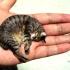 【德语科普】十种世界上最小的动物 @柚子木字幕组