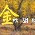 都喜欢拍秋季的胡杨林，怎么拍更美？|风光摄影教学
