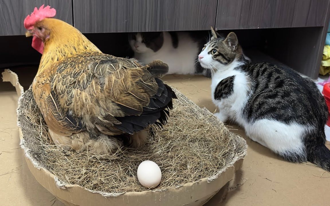 小猫好奇偷偷看母鸡下蛋