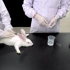 如何给家兔做耳缘静脉麻醉