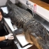 油管千万播放！日本赶海小哥解剖100公斤大鳄鱼，已经不能用震撼来形容了