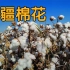 中国新疆棉花