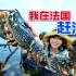 在法国赶海，勇闯龙虾岛，3斤大的蓝龙虾随便捡