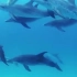 【蔚蓝海洋】8小时蔚蓝海域海豚嬉戏 深海水声+舒缓的轻音乐 深海恐惧者慎入