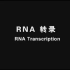 生物化学-RNA转录总论1-原核生物RNA转录
