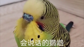 3550d9dad41fd41cd46d5b537dec8cb2ecba8a45.jpg@280w_158h_1c_100q.jpg