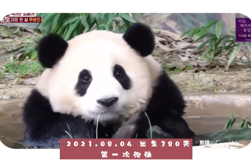 【大熊猫福宝】拥有千万直拍的养成系“爱豆”，从出生到独立，珍贵的42个第一次