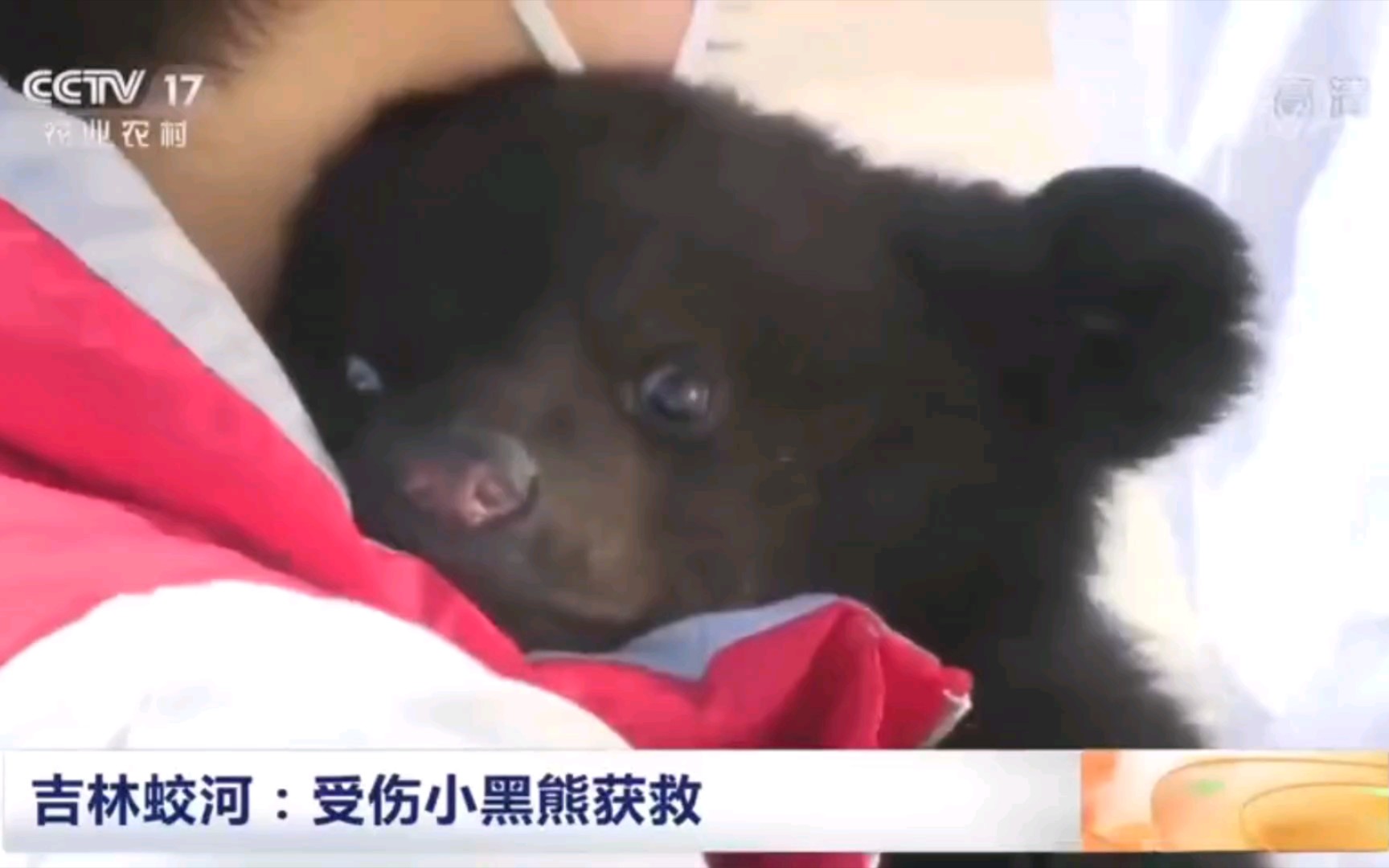 吉林市天岗镇 一受伤小熊闯入村民家获救。
