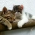 萌猫逗睡着的同伴