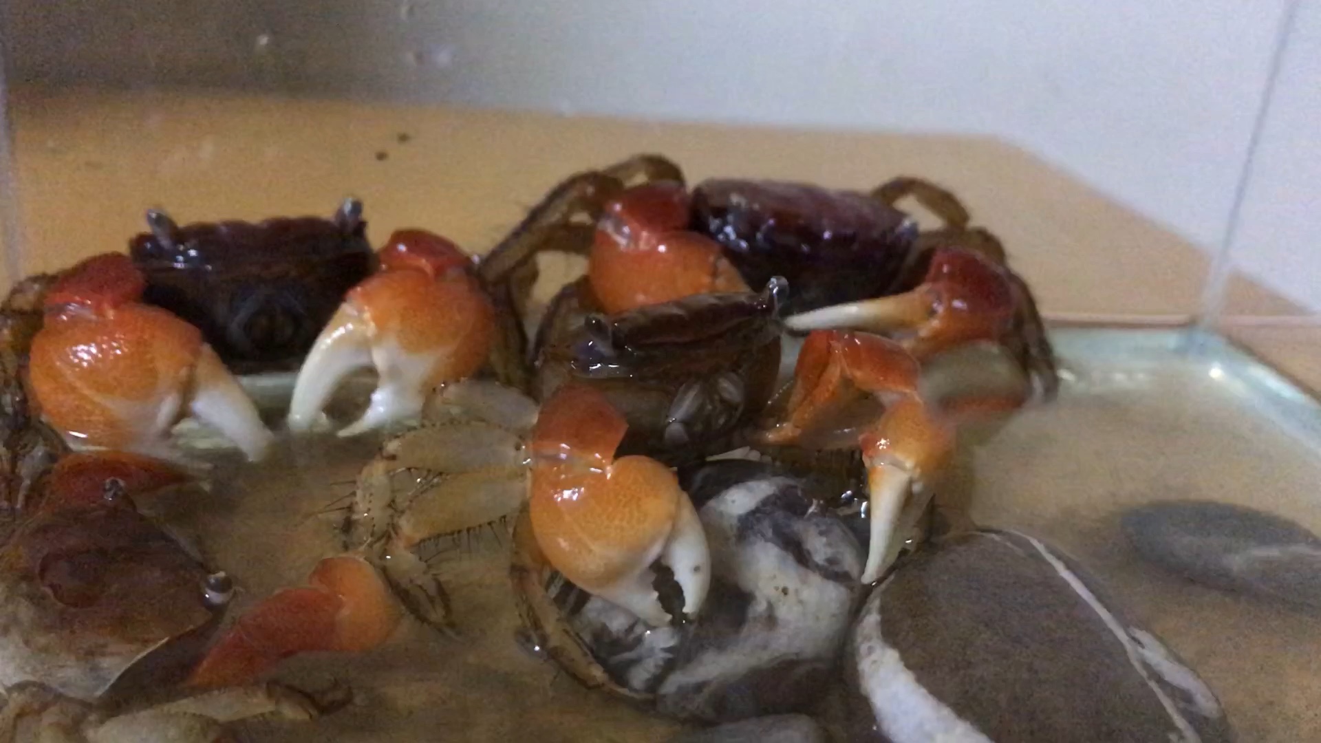 《無瑕》迷你辣椒蟹 蟹老闆 譚氏泥蟹 水陸螃蟹 深水螃蟹 擬真模型 | 蝦皮購物