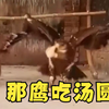 小时候老是听说老鹰吃小鸡，今天终于见到了