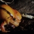 【精彩片段】 番茄蛙能否恐吓住猪鼻蛇呢？雨林深处的生死斗！