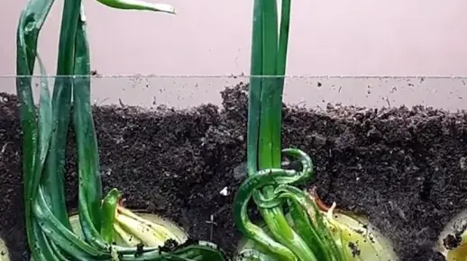 洋葱生长23天全过程