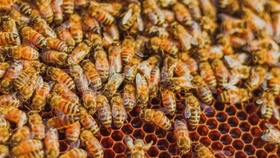 怎么养蜜蜂教程 35d68e67fa682ba580ecf84e6d413b6a84906be5.jpg@280w_158h_1c_100q.jpg