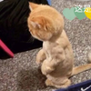 猫猫剃毛后不认识自己了