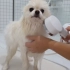 怎样给害怕水的博美犬洗澡澡呢？