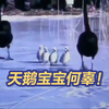 拍摄者强行驱赶 圆明园黑天鹅幼崽整日被迫走冰致脚蹼溃烂