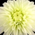 【花语】4K延时摄影 | 100朵花的绽放瞬间