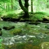 轻柔的钢琴音乐 -森林中的水声和虫鸣 -优美的放松音乐！