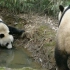 国外全英文版的大熊猫宣传片（我居然听懂了不少）