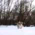 短腿黄毛小狗视频素材 雪地可爱小狗无水印视频素材