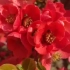 各种海棠花的区别，西府海棠，垂丝海棠，贴梗海棠