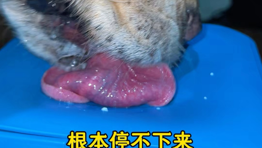天热赶紧给毛孩来一碗酸奶舔舔碗，打发无聊时间消耗精力，相当于遛狗一小时的效果