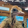 女人在鸡窝里捡到一枚神秘巨蛋，结果却改变了她的一生
