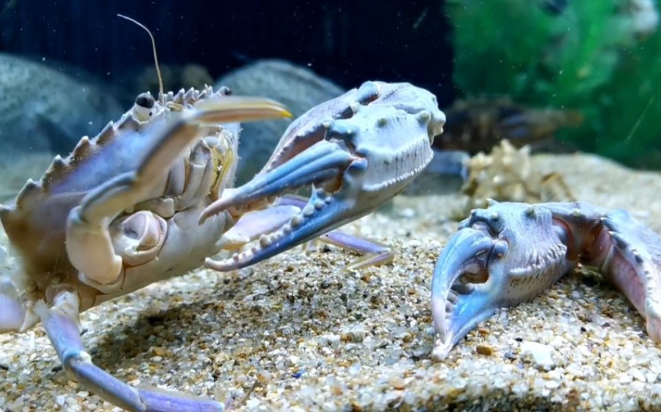 自然死亡的螃蟹