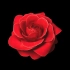 f755 鲜艳红色玫瑰话月季花彩色花朵盛开绽放视频后期制作合成特效视频素材