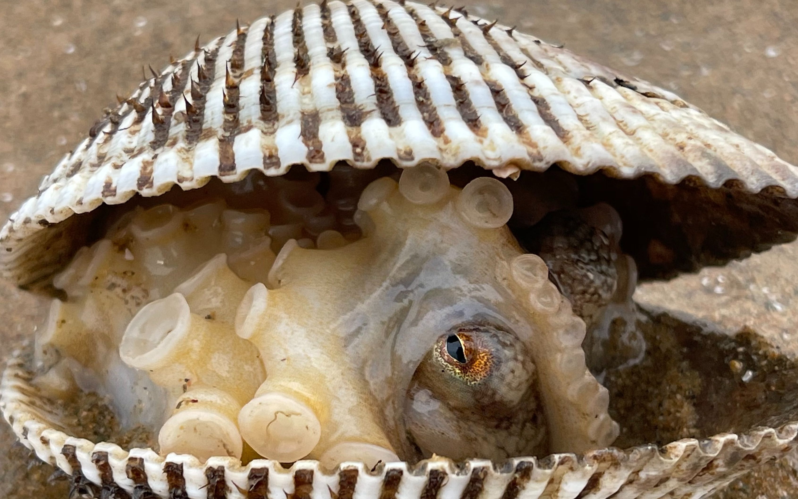 大庆赶海，退潮后发现迷你八爪鱼藏在大贝壳里，还挖到一个大蛏王