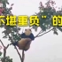 当国宝有多任性！大熊猫爬过的树真的好可怜 网友：大熊猫玩得“熊皮大衣”都皱了
