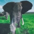 【360° VR】被野生大象包围