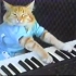 [YouTube明星补完计划]Charlie Schmidt的会弹琴的猫！
