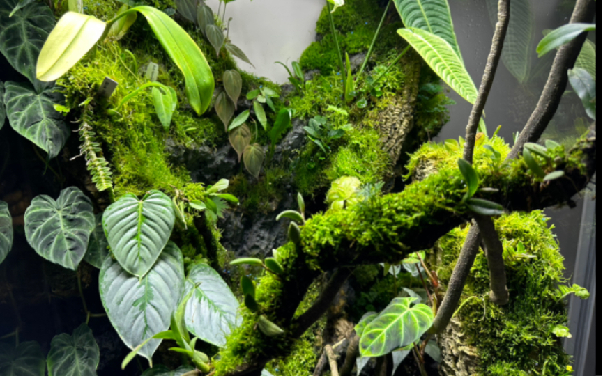 雨林缸的魅力：热带雨林就在家中