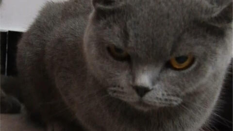 小猫咪叫声拉得很长 368d6a30a6d1748d2bbd96738d788ffd6f72b145.jpg@480w_270h_1c