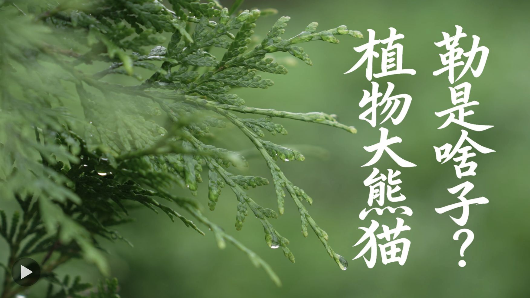 比恐龙还老？喜欢住悬崖？这才是真正的“植物界顶流”！