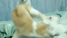 36bdac9d7faebdd70d3bd17bbd885ef524f2bbbe.jpg@280w_158h_1c_100q.jpg