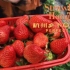 杭州周边草莓采摘/乡下的快乐生活·草莓自由