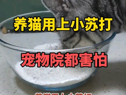 养猫用上小苏打，宠物医院都害怕