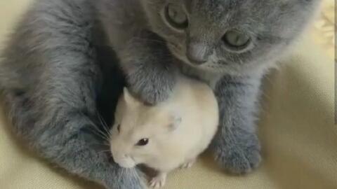 小猫咪叫声可否吓老鼠 3703a3b45d2a450722a2255523983f6ae4159608.jpg@480w_270h_1c